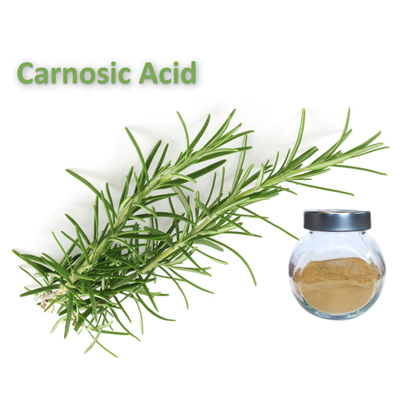 Acide carnosique (poudre) CAS 3650-09-7